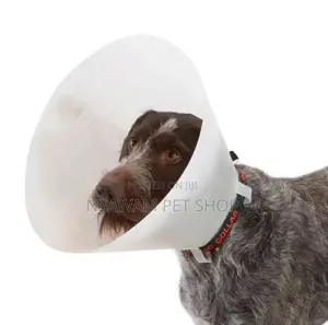 Elizabethan Collar