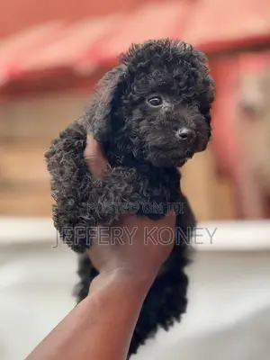 1-3 months Male Purebred Poodle