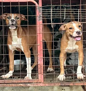 3-6 months Male Purebred American Pit Bull Terrier