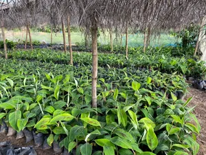 Plantain Seedlings Utilize De Space at Ur Backyard It Raining Daily