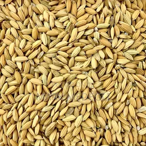 Paddy Available in Volta Ghana