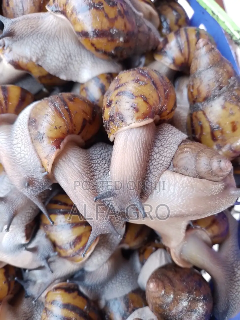 Snail Feed Supplement(20kg)