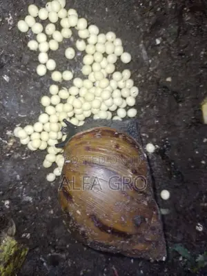 Snail Feed Supplement(20kg)