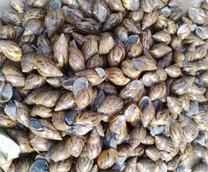 Snail Feed Supplement(20kg)