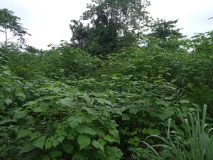 60 Acres of Farm Lands/ Chiraa Ayeiyum