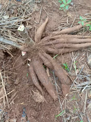 Flash Cassava