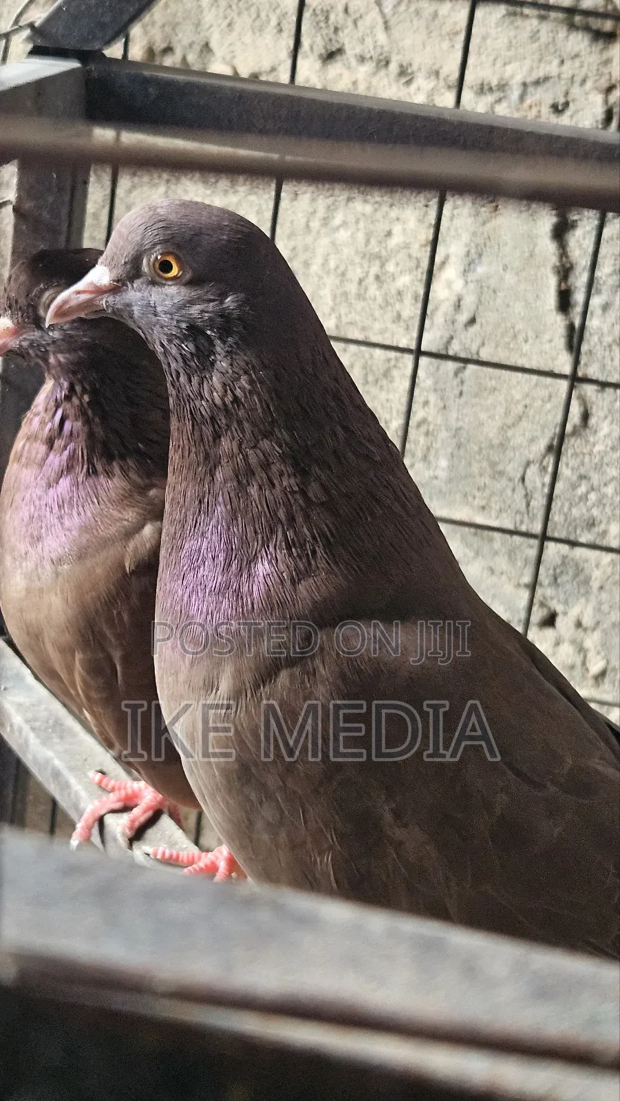 Recessive Red Pigeons