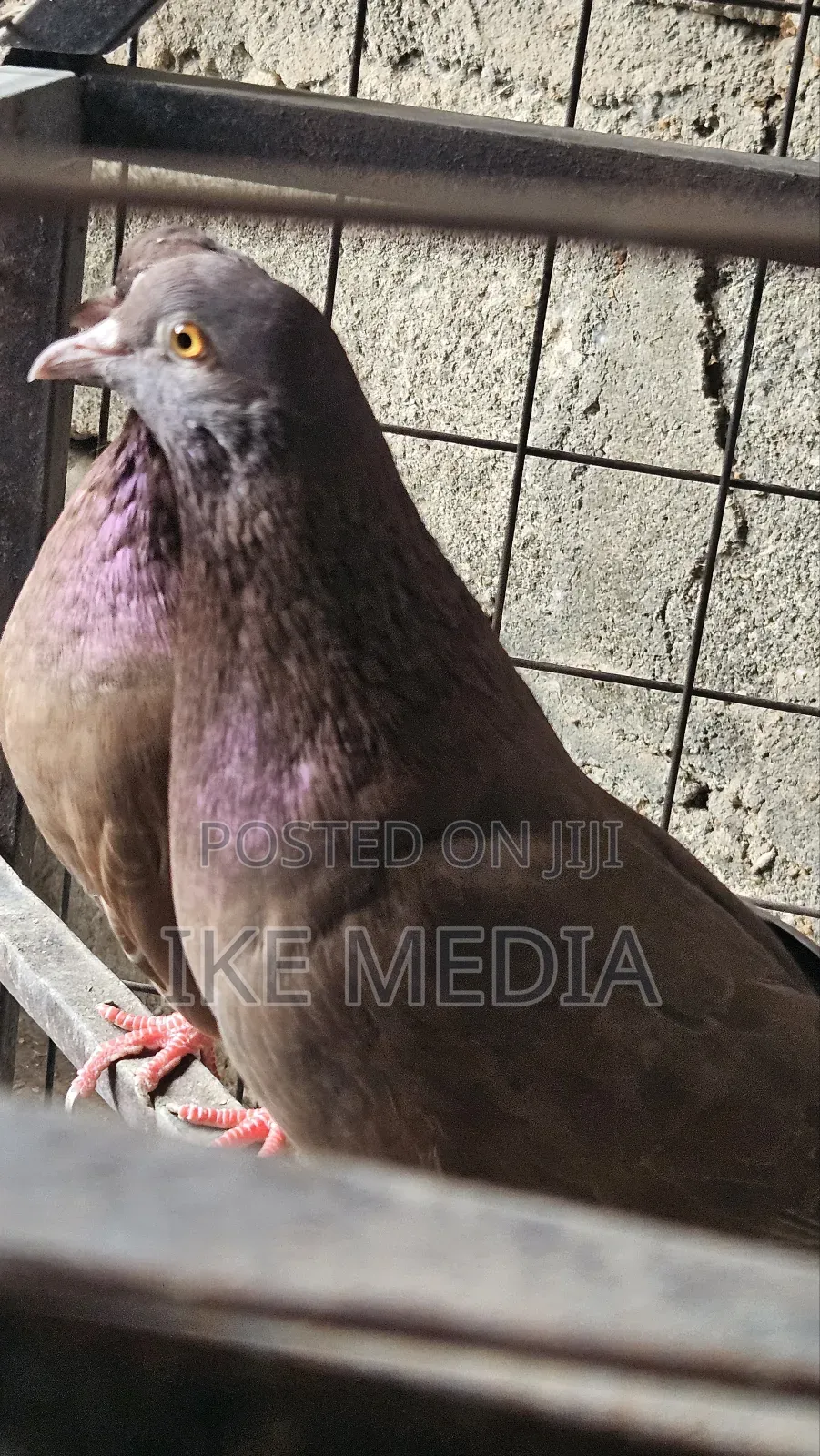 Recessive Red Pigeons