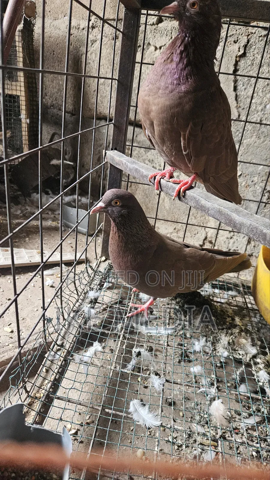 Recessive Red Pigeons