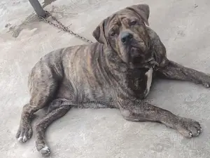 6-12 months Male Purebred Boerboel