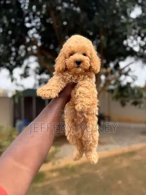 1-3 months Male Purebred Poodle