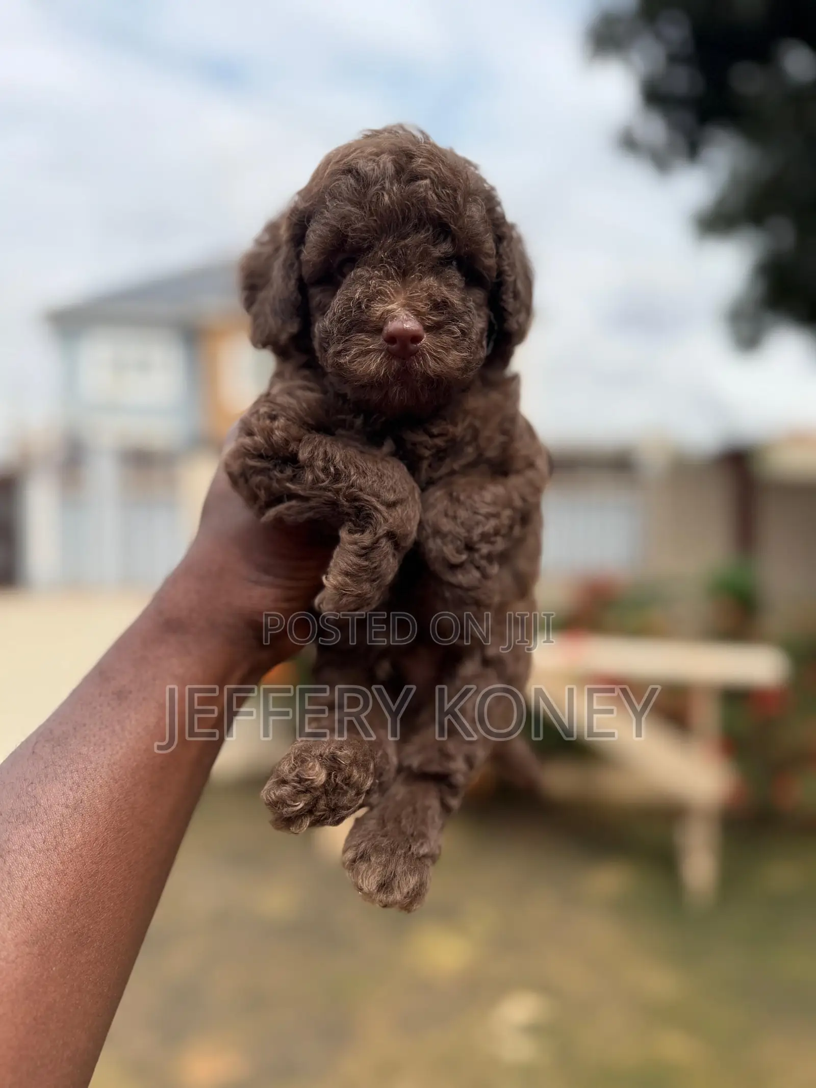 1-3 months Male Purebred Poodle