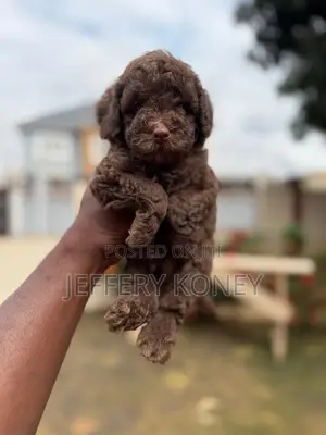 1-3 months Male Purebred Poodle