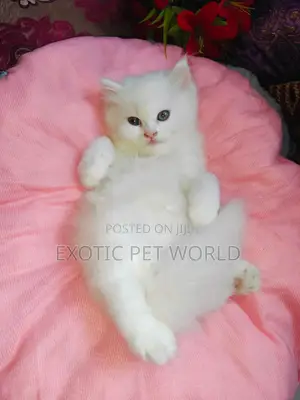 0-1 month Male Purebred Persian