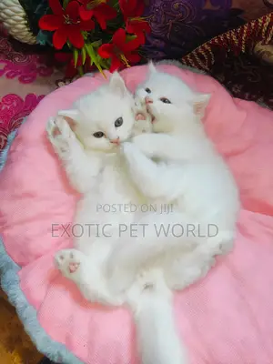 1-3 months Male Purebred Persian