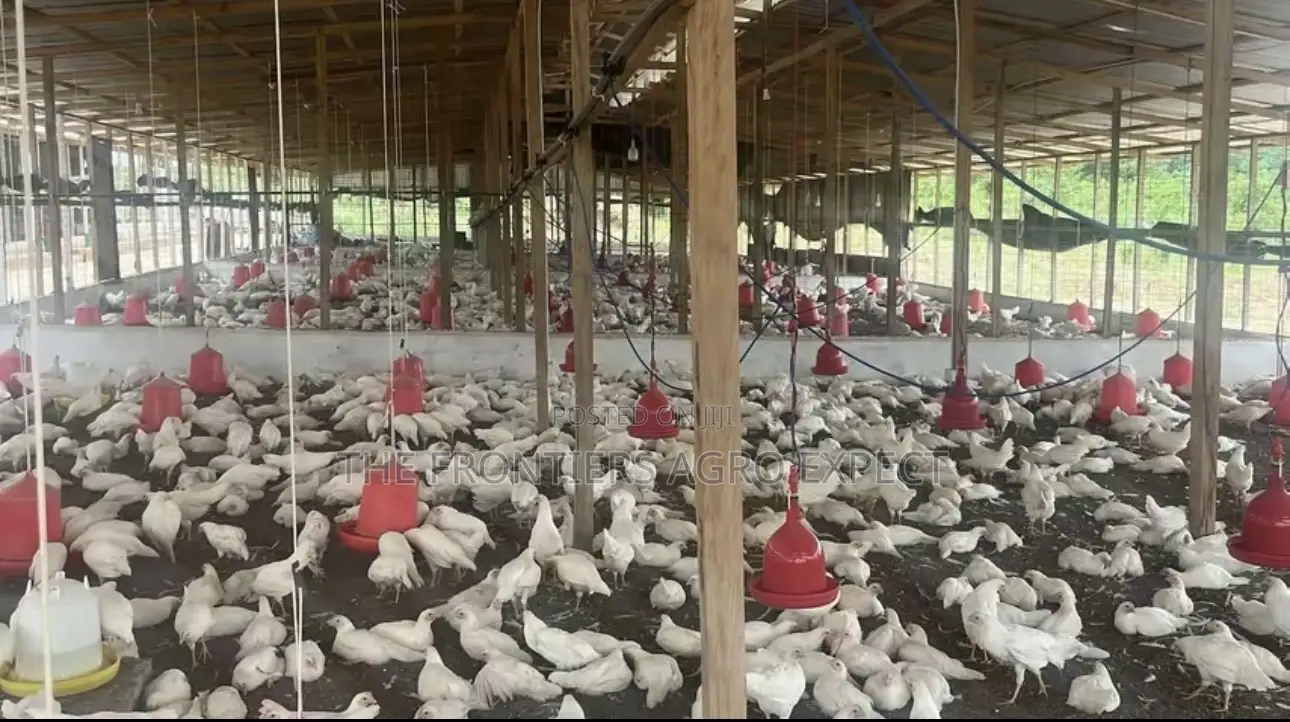 Deep Litter Chicken Coop for Broilers Layers