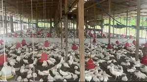 Deep Litter Chicken Coop for Broilers Layers
