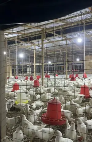 Deep Litter Chicken Coop for Broilers Layers