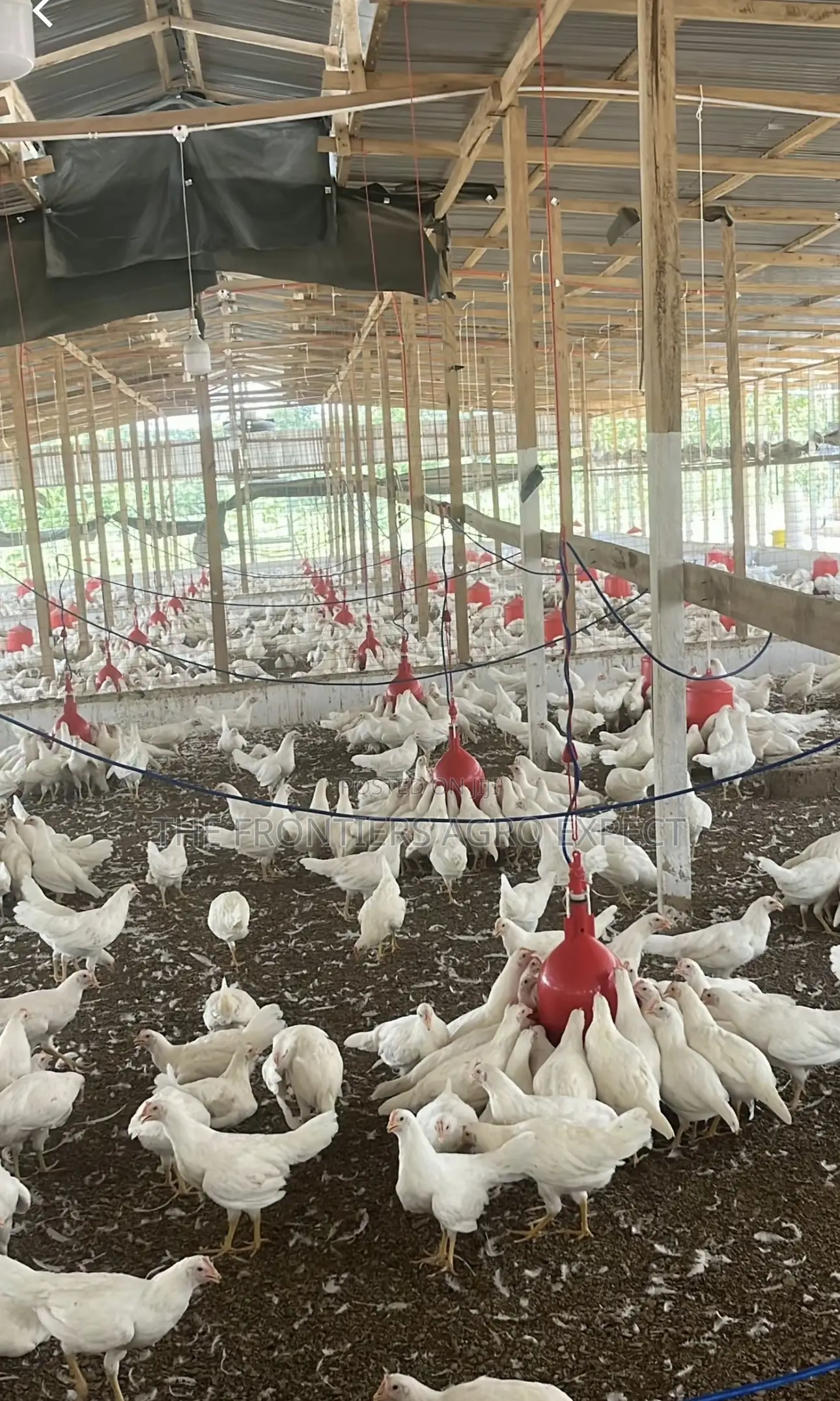 Deep Litter Chicken Coop for Broilers Layers