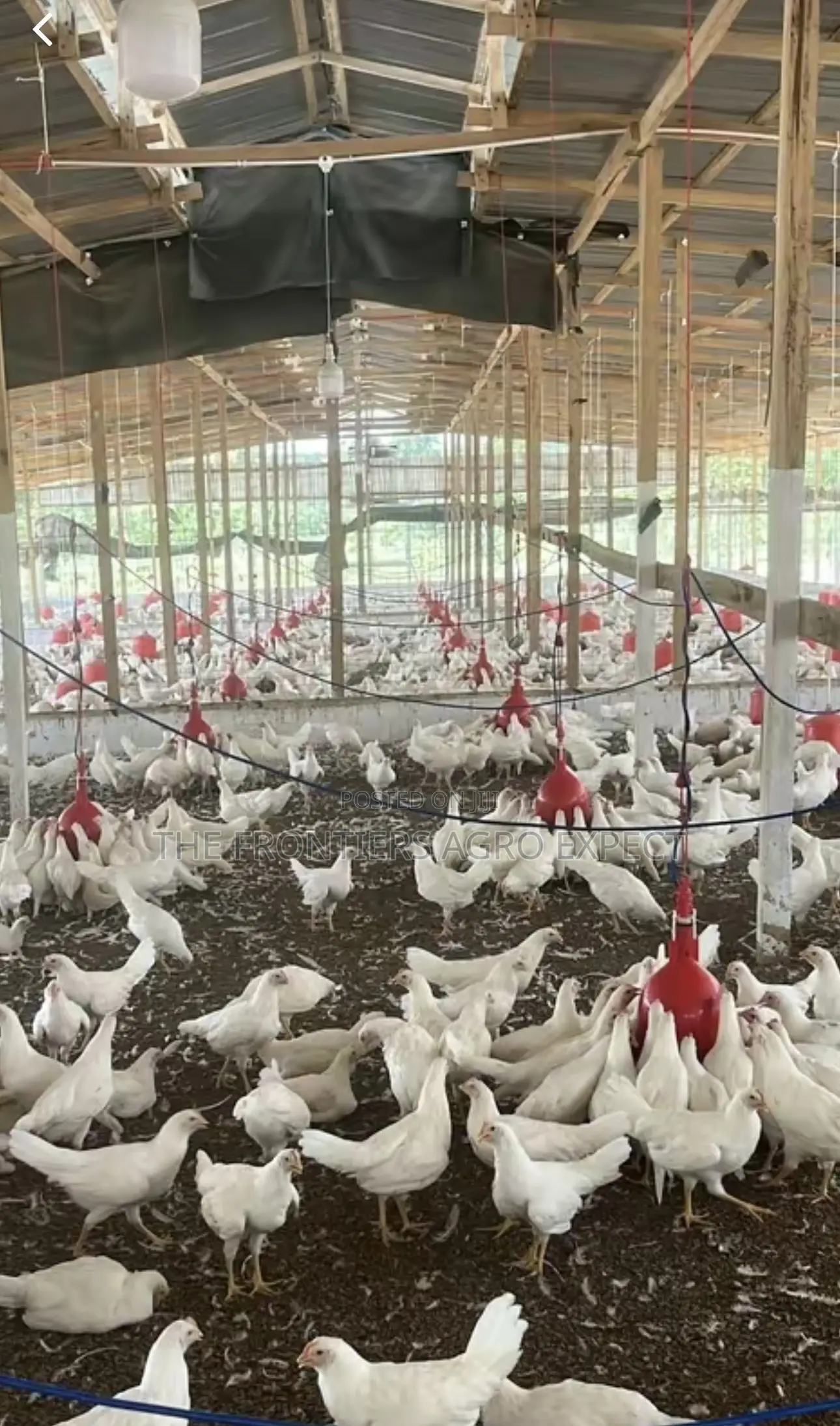 Deep Litter Chicken Coop for Broilers Layers
