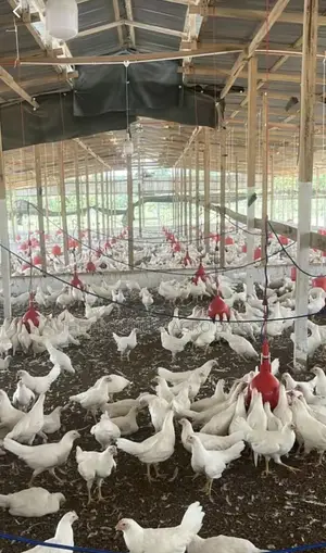 Deep Litter Chicken Coop for Broilers Layers