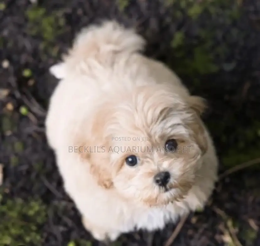 1-3 months Male Purebred Poodle