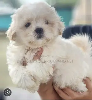 1-3 months Male Purebred Poodle