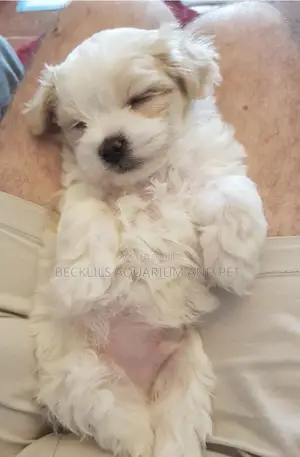 1-3 months Male Purebred Poodle