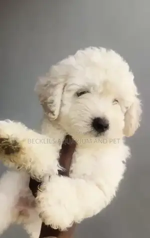 1-3 months Male Purebred Poodle