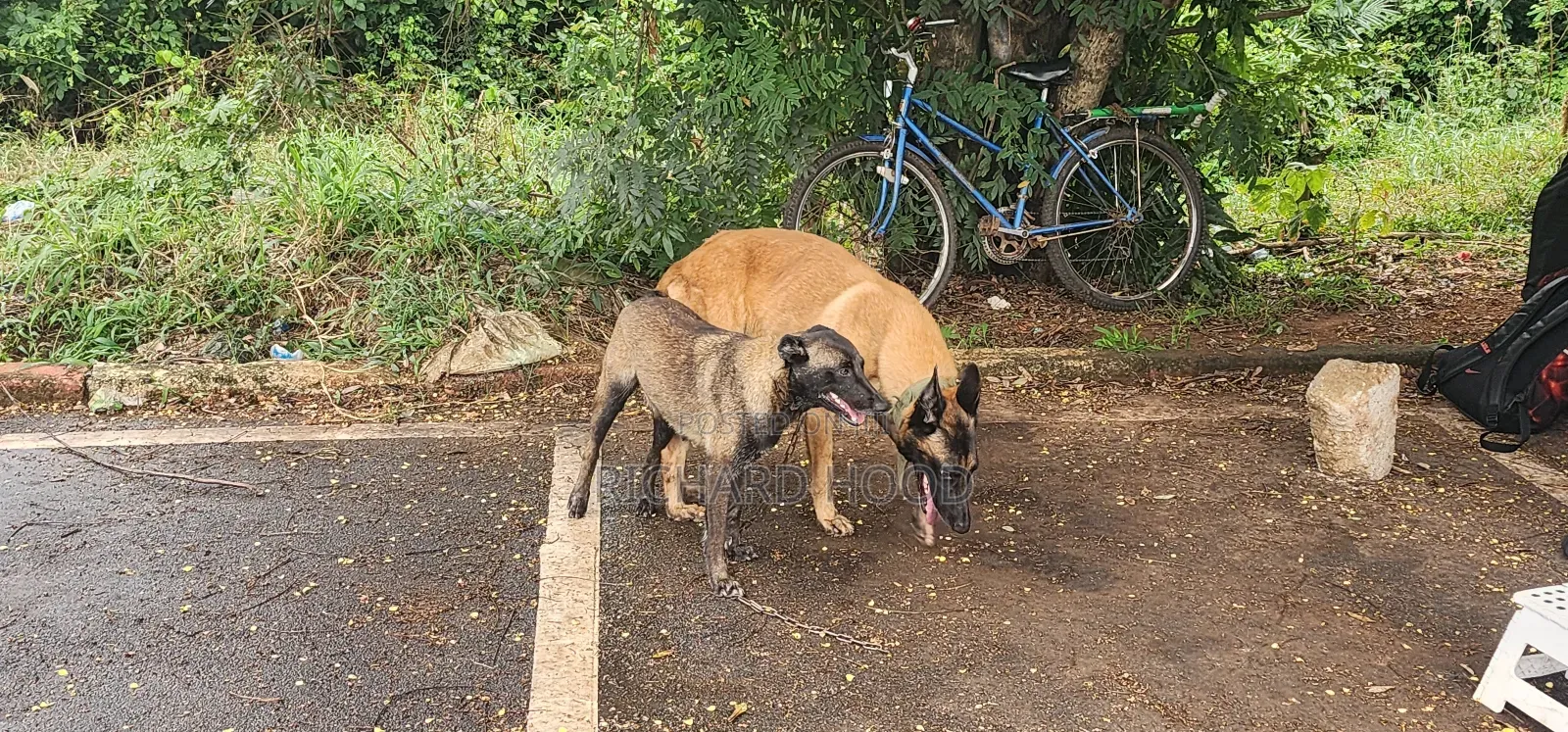 1+ year Male Purebred Belgian Malinois