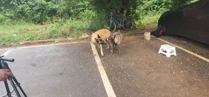 1+ year Male Purebred Belgian Malinois