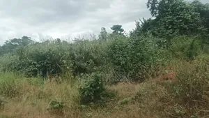 Plot of Land