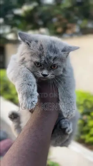 1-3 months Female Purebred Persian