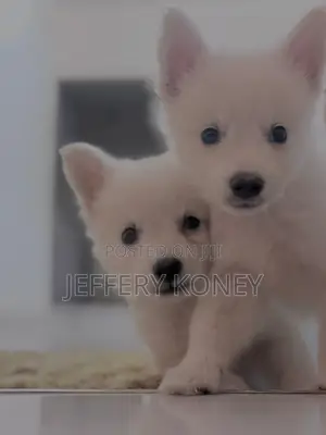 1-3 months Female Purebred American Eskimo