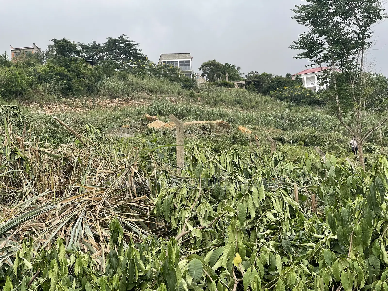 4 Plots for Sale at Peduase Springfield Community, Aburi