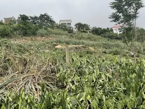 4 Plots for Sale at Peduase Springfield Community, Aburi