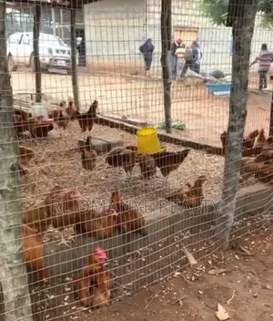 Romanlevi Farms