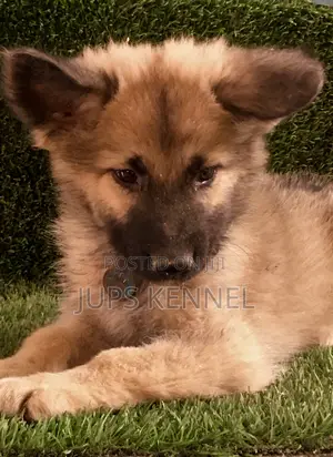 1-3 months Male Purebred German Shepherd