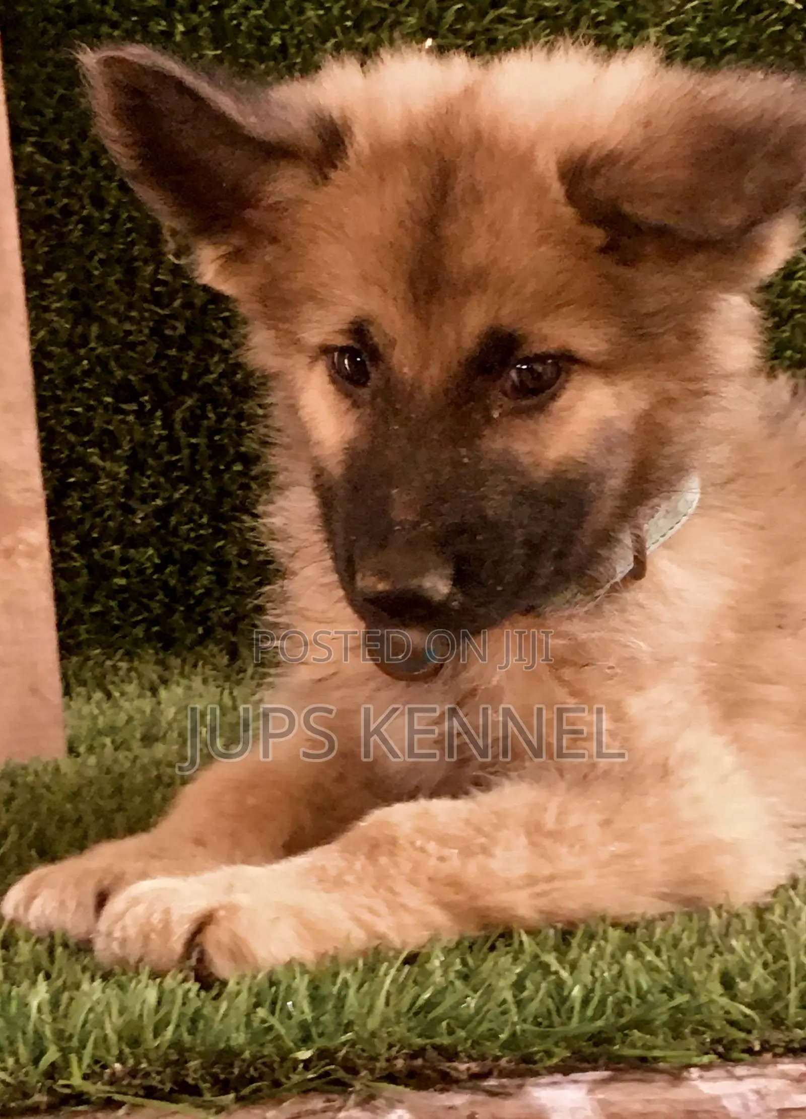 1-3 months Male Purebred German Shepherd