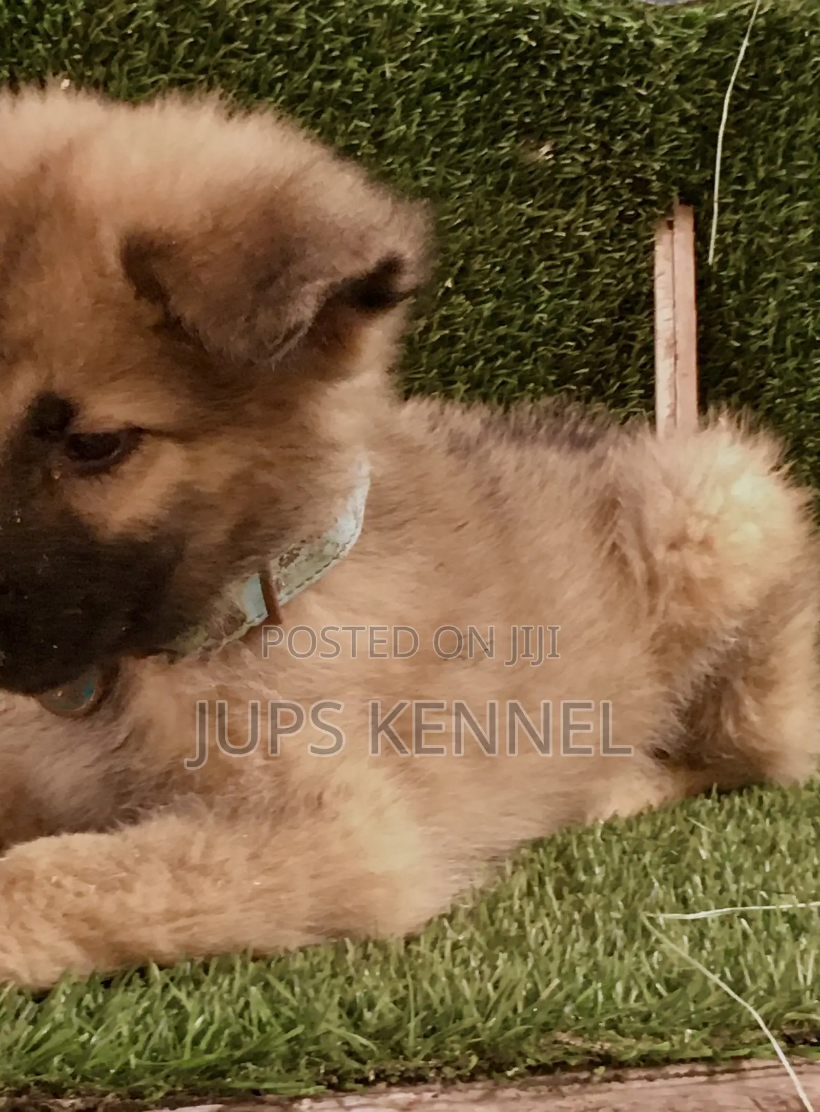 1-3 months Male Purebred German Shepherd