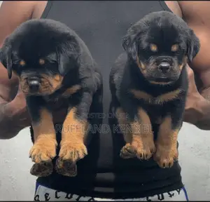 1-3 months Female Purebred Rottweiler