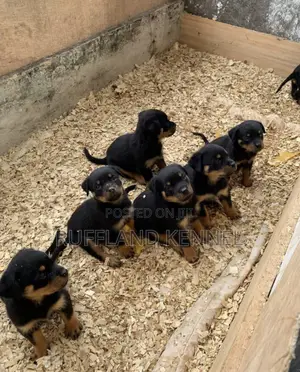 1-3 months Female Purebred Rottweiler