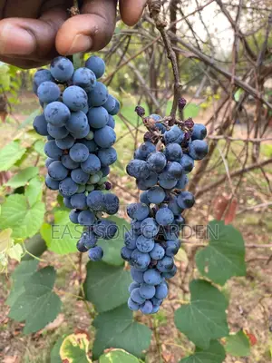Exotic Grapes Seedless Table
