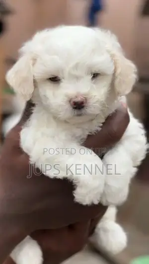 1-3 months Female Purebred Poodle