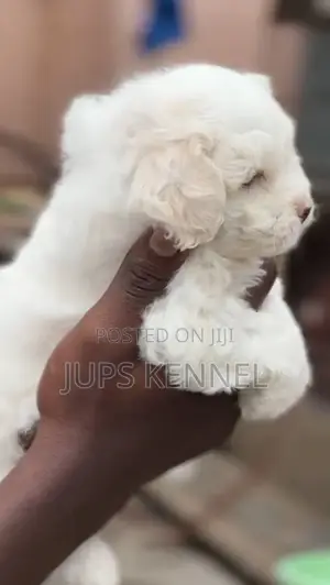 1-3 months Female Purebred Poodle