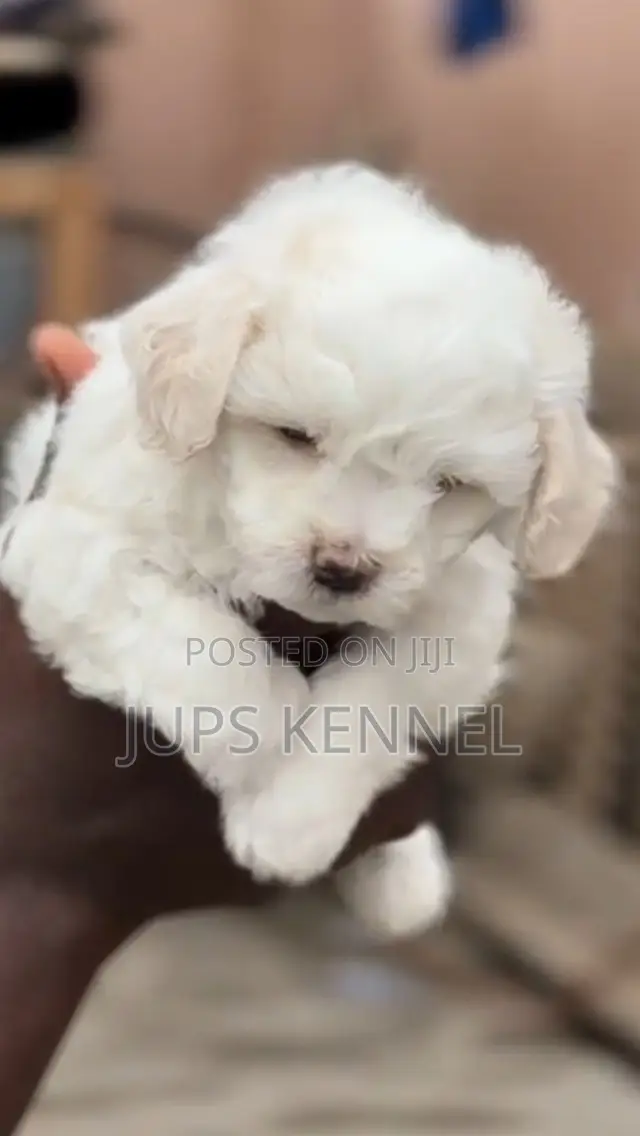 1-3 months Female Purebred Poodle