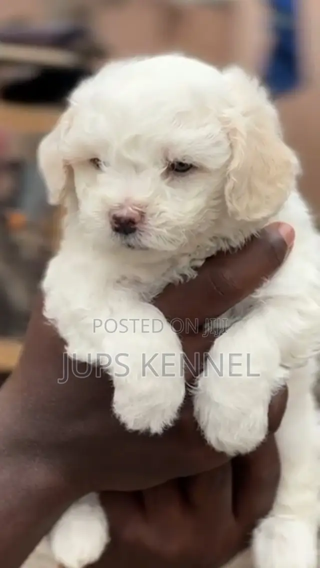 1-3 months Female Purebred Poodle