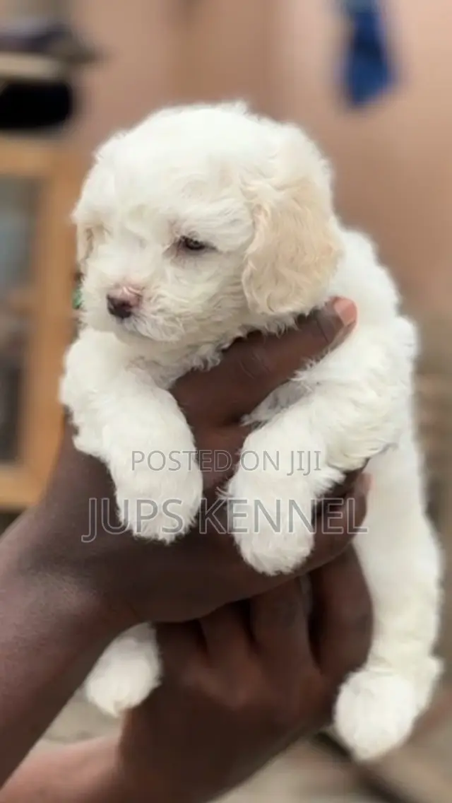 1-3 months Female Purebred Poodle