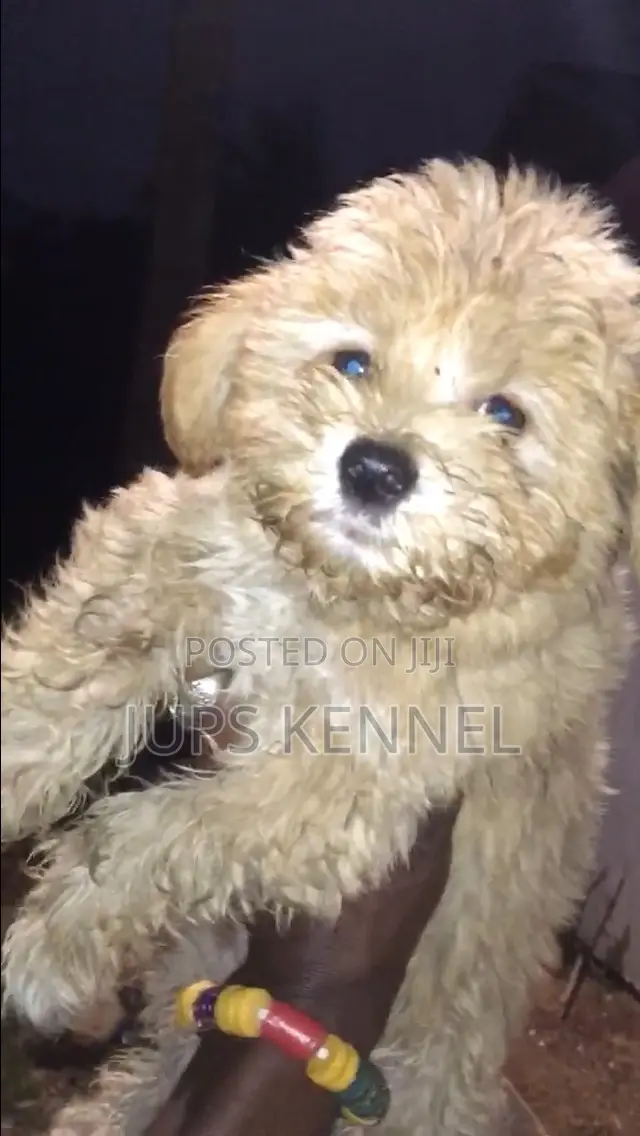 1-3 months Male Purebred Poodle