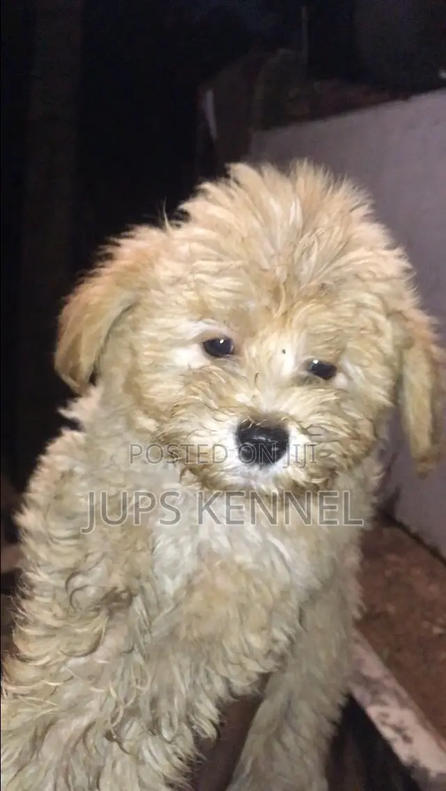 1-3 months Male Purebred Poodle